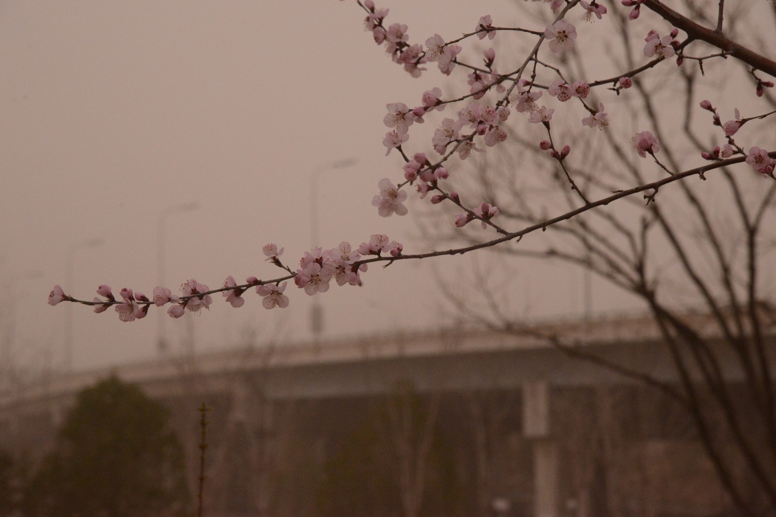 18省份扬沙浮尘天气_浮尘天气图标_沙美岛天气5月份天气