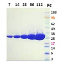 Anti-BCMA-Anti-CD3 Bispecific